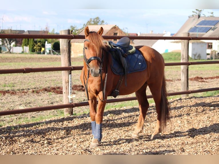 Más ponis/caballos pequeños Mestizo Caballo castrado 5 años 143 cm Alazán in Hohenruppersdorf