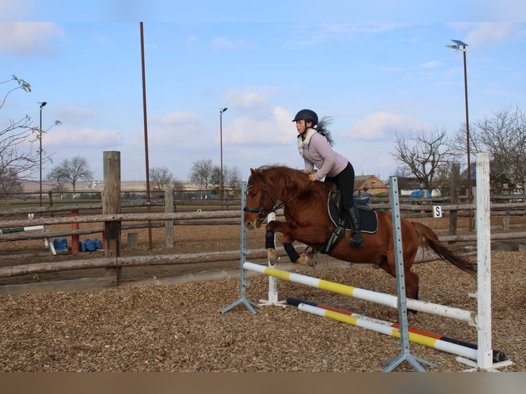 Más ponis/caballos pequeños Mestizo Caballo castrado 5 años 143 cm Alazán in Hohenruppersdorf