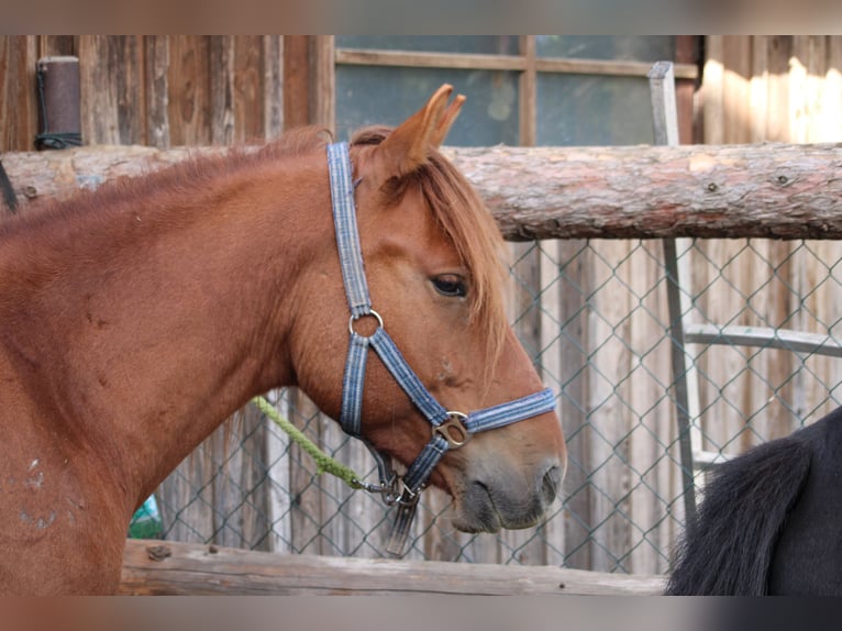 Más ponis/caballos pequeños Mestizo Caballo castrado 5 años 143 cm Alazán in Hohenruppersdorf