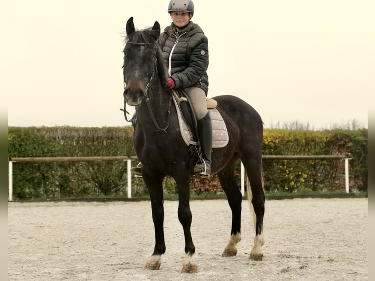 Más ponis/caballos pequeños Caballo castrado 5 años 145 cm Porcelana in Neustadt (Wied)
