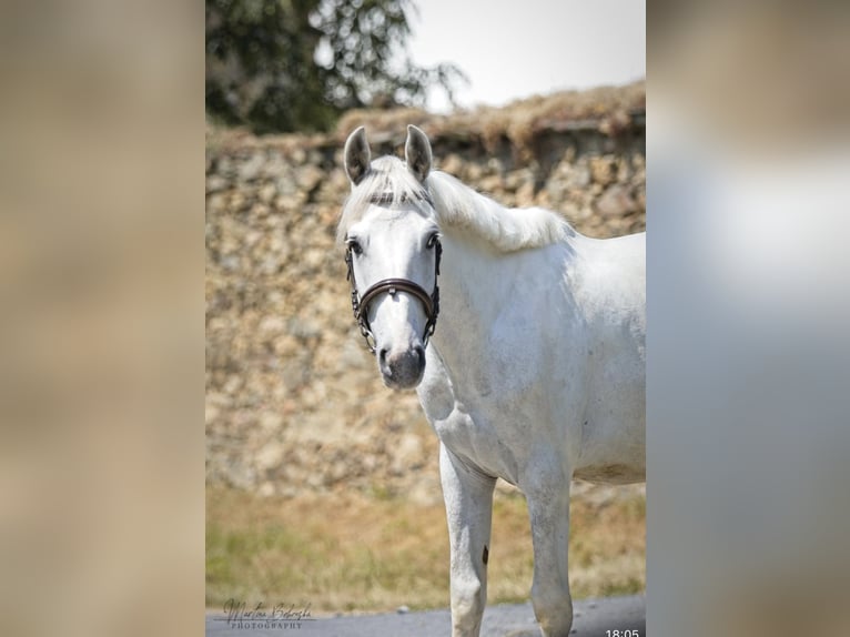 Más ponis/caballos pequeños Caballo castrado 5 años 145 cm Tordo in Pelmberg