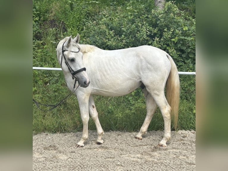 Más ponis/caballos pequeños Caballo castrado 5 años 145 cm Tordo in Pelmberg