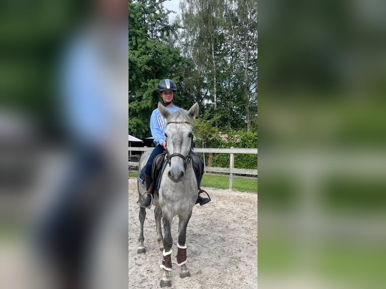 Más ponis/caballos pequeños Caballo castrado 5 años 145 cm Tordo rodado in Borod