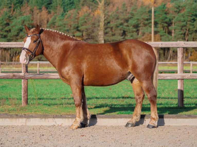 Más ponis/caballos pequeños Caballo castrado 5 años 146 cm Alazán in Dohren