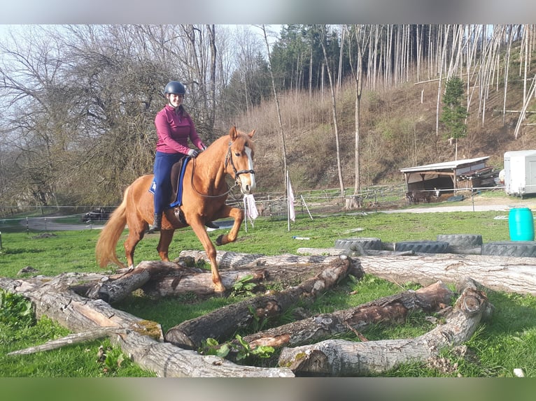 Más ponis/caballos pequeños Caballo castrado 5 años 150 cm Alazán in Bayerbach