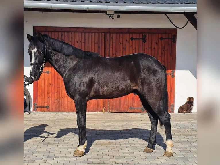 Más ponis/caballos pequeños Caballo castrado 5 años 150 cm in Deggendorf