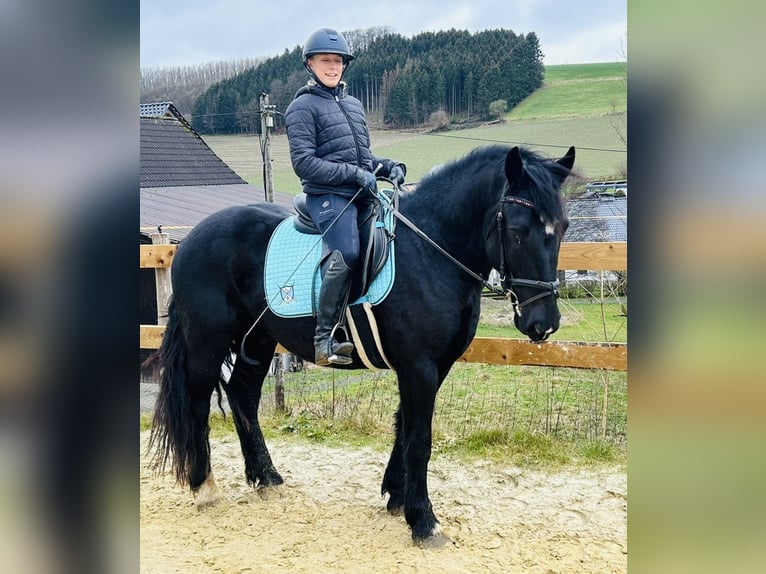 Más ponis/caballos pequeños Mestizo Caballo castrado 5 años 154 cm Negro in Meschede