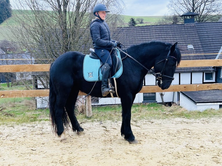 Más ponis/caballos pequeños Mestizo Caballo castrado 5 años 154 cm Negro in Meschede