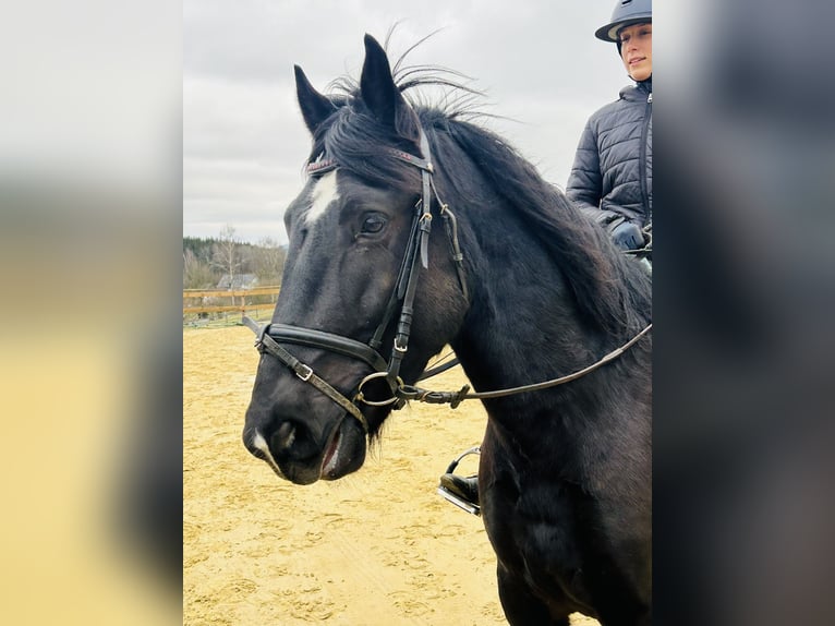 Más ponis/caballos pequeños Mestizo Caballo castrado 5 años 154 cm Negro in Meschede