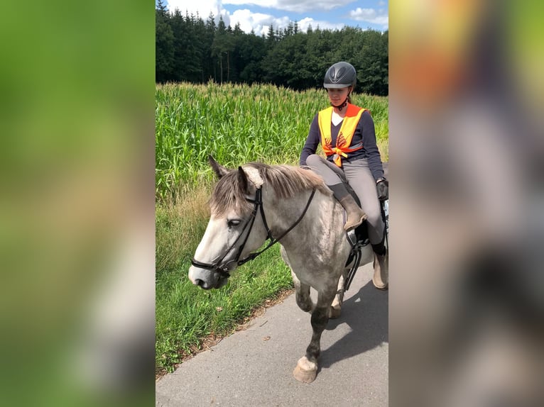 Más ponis/caballos pequeños Caballo castrado 5 años 154 cm Tordo in Eggermühlen