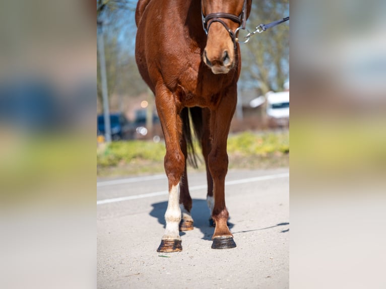 Más ponis/caballos pequeños Caballo castrado 5 años 156 cm Alazán in GROTE-BROGEL