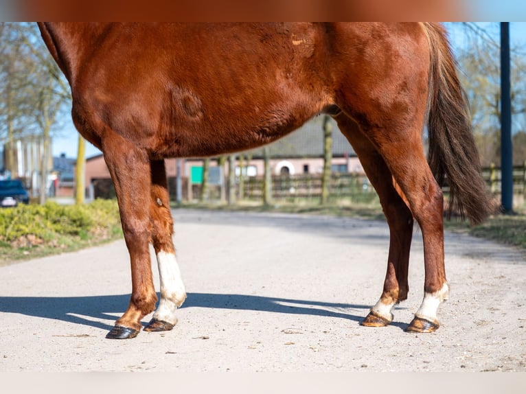 Más ponis/caballos pequeños Caballo castrado 5 años 156 cm Alazán in GROTE-BROGEL