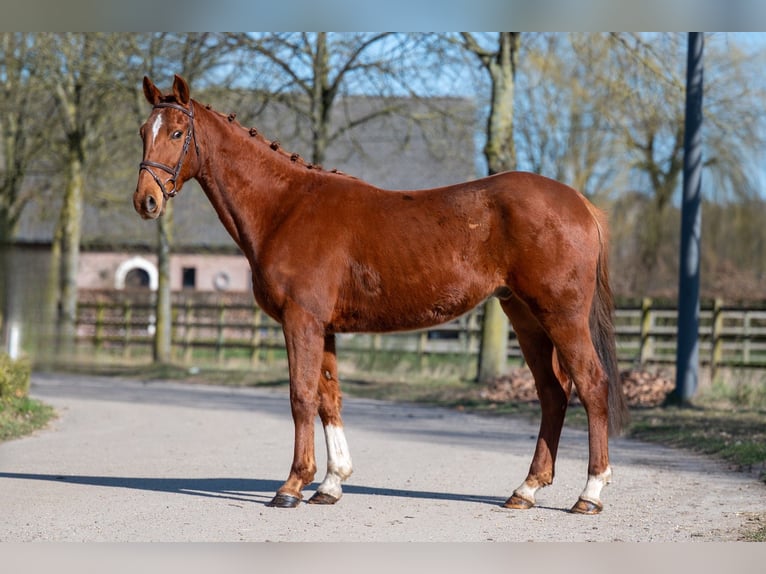 Más ponis/caballos pequeños Caballo castrado 5 años 156 cm Alazán in GROTE-BROGEL