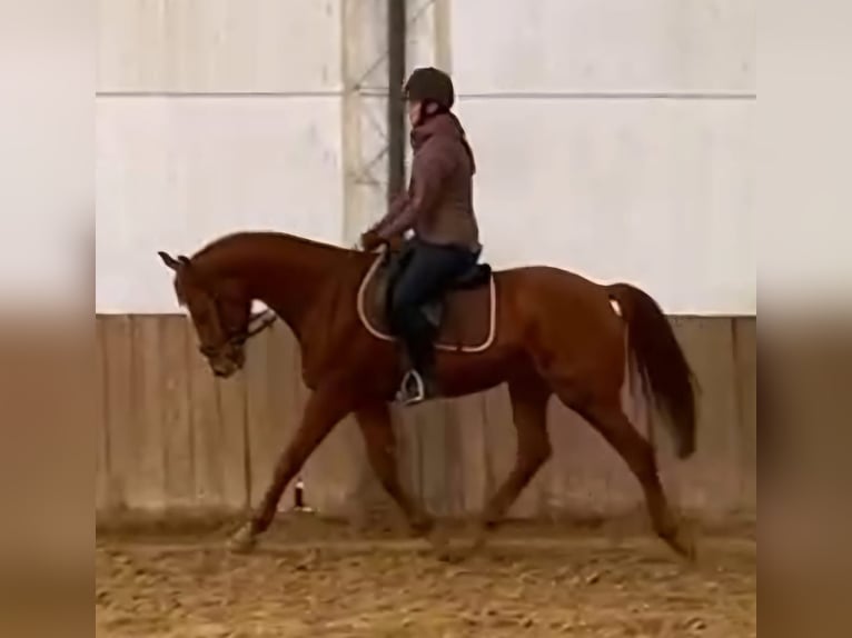 Más ponis/caballos pequeños Caballo castrado 5 años 164 cm Alazán in Deggendorf