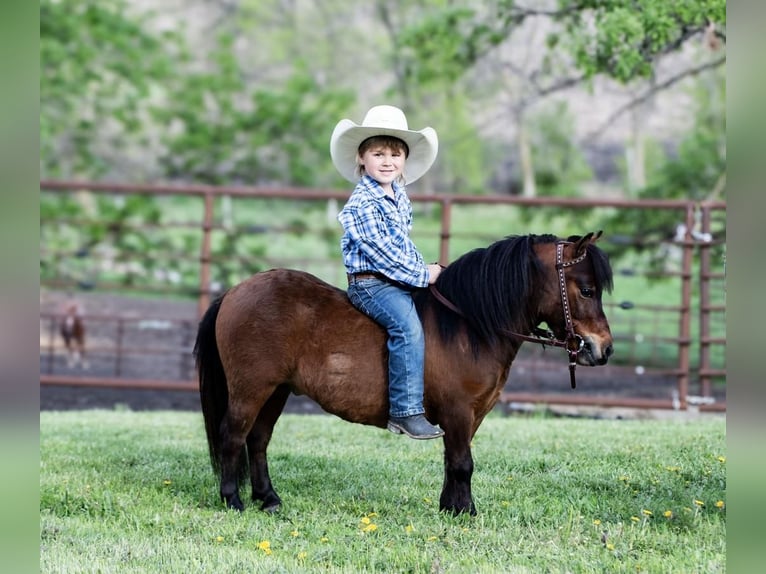 Más ponis/caballos pequeños Caballo castrado 5 años 81 cm Castaño rojizo in Fergus Falls, MN