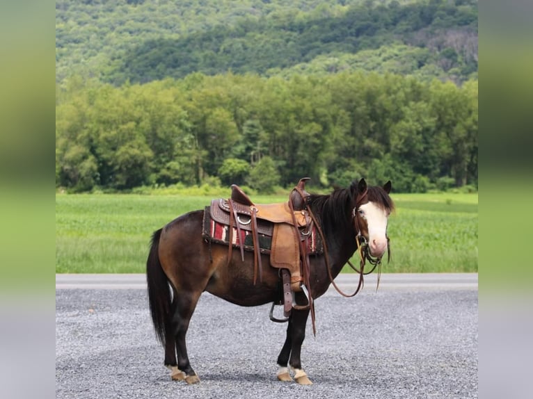 Más ponis/caballos pequeños Caballo castrado 5 años 86 cm Castaño rojizo in Rebersburg, PA