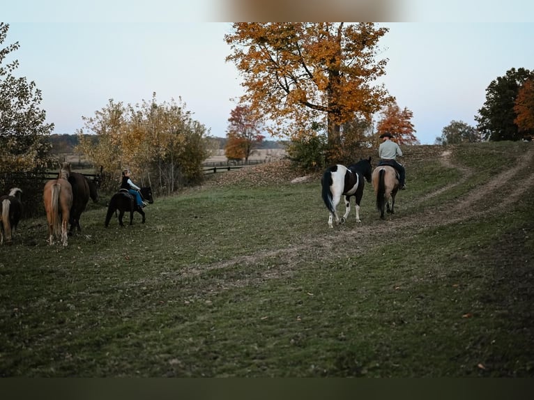 Más ponis/caballos pequeños Caballo castrado 5 años 89 cm Castaño rojizo in Dalton, OH