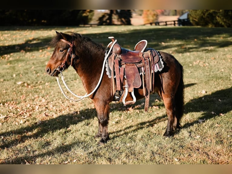 Más ponis/caballos pequeños Caballo castrado 5 años 89 cm Castaño rojizo in Dalton, OH
