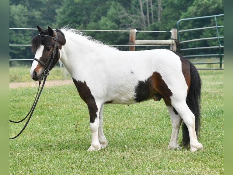 Más ponis/caballos pequeños Caballo castrado 5 años 91 cm in Strasburg, OH