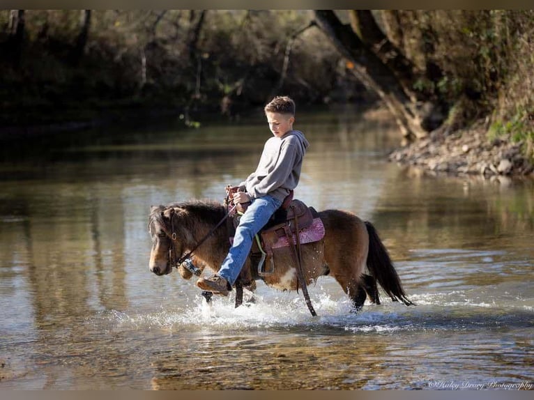 Más ponis/caballos pequeños Caballo castrado 5 años 94 cm Buckskin/Bayo in Auburn