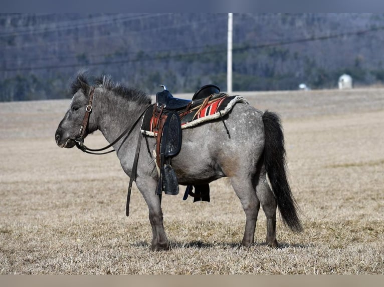 Más ponis/caballos pequeños Caballo castrado 5 años 99 cm in Rebersburg, PA