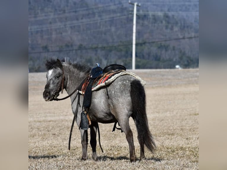 Más ponis/caballos pequeños Caballo castrado 5 años 99 cm in Rebersburg, PA