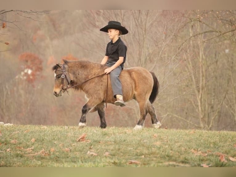 Más ponis/caballos pequeños Caballo castrado 5 años Buckskin/Bayo in Fresno, OH