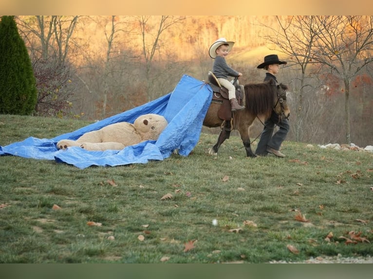 Más ponis/caballos pequeños Caballo castrado 5 años Buckskin/Bayo in Fresno, OH