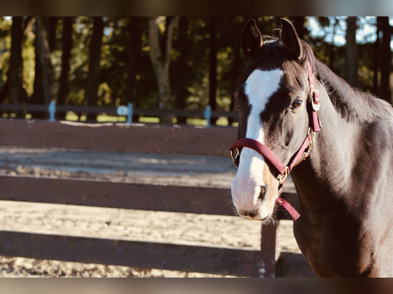 Más ponis/caballos pequeños Mestizo Caballo castrado 5 años Castaño oscuro in Lathen