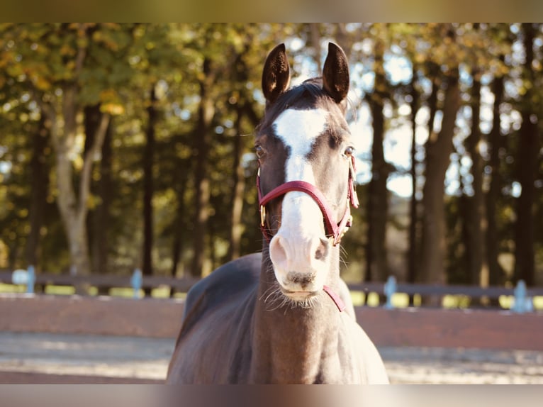 Más ponis/caballos pequeños Mestizo Caballo castrado 5 años Castaño oscuro in Lathen