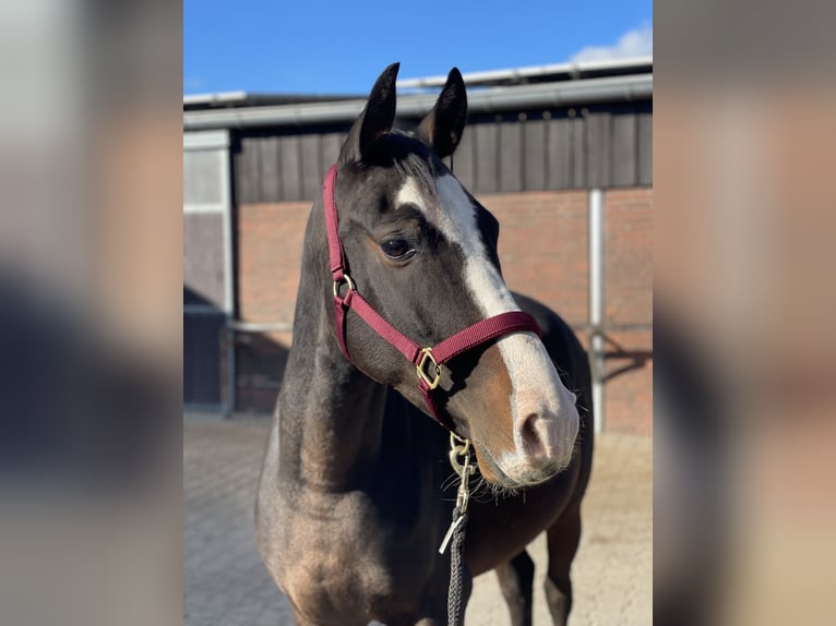 Más ponis/caballos pequeños Mestizo Caballo castrado 5 años Castaño oscuro in Lathen