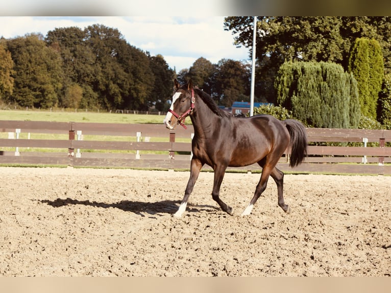 Más ponis/caballos pequeños Mestizo Caballo castrado 5 años Castaño oscuro in Lathen