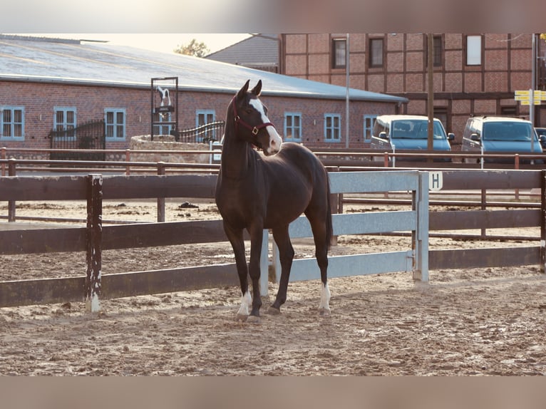 Más ponis/caballos pequeños Mestizo Caballo castrado 5 años Castaño oscuro in Lathen