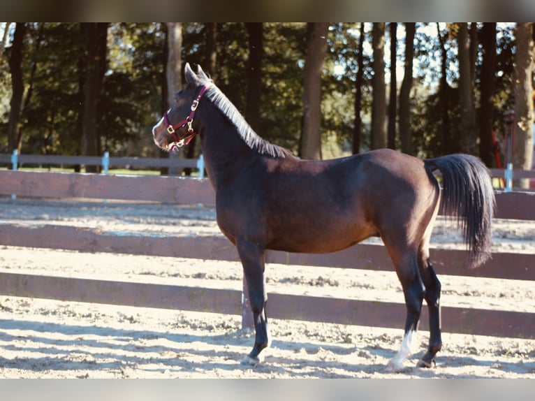 Más ponis/caballos pequeños Mestizo Caballo castrado 5 años Castaño oscuro in Lathen