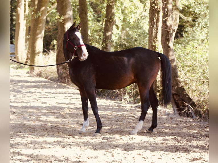 Más ponis/caballos pequeños Mestizo Caballo castrado 5 años Castaño oscuro in Lathen