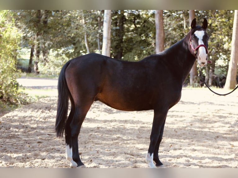 Más ponis/caballos pequeños Mestizo Caballo castrado 5 años Castaño oscuro in Lathen