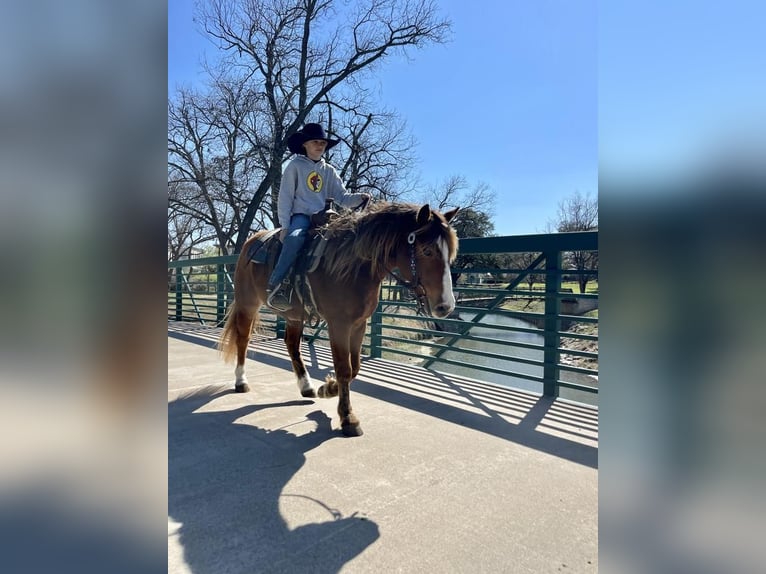Más ponis/caballos pequeños Caballo castrado 5 años Castaño rojizo in Stephenville, TX