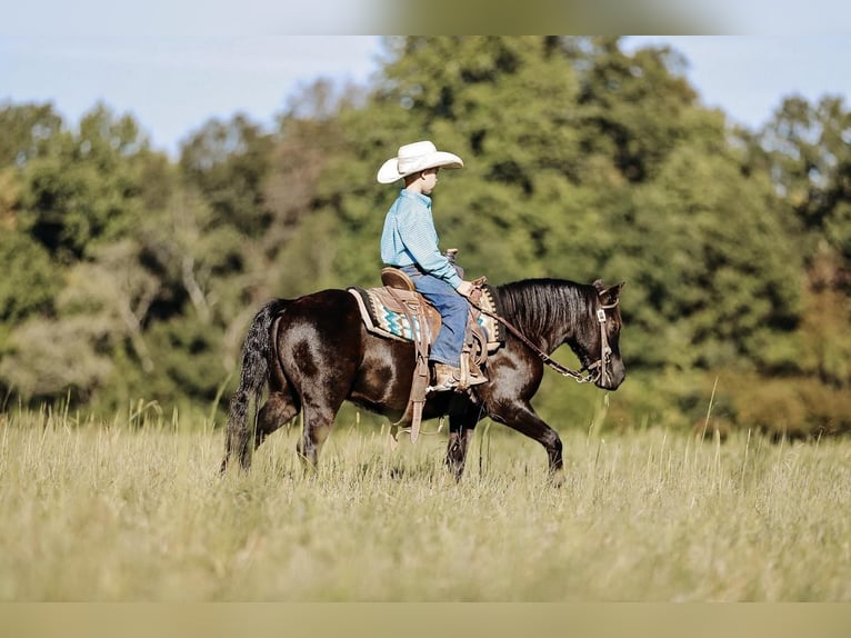Más ponis/caballos pequeños Caballo castrado 6 años 107 cm Negro in Lyles, TN
