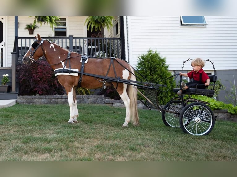 Más ponis/caballos pequeños Caballo castrado 6 años 112 cm in Rebersburg, PA