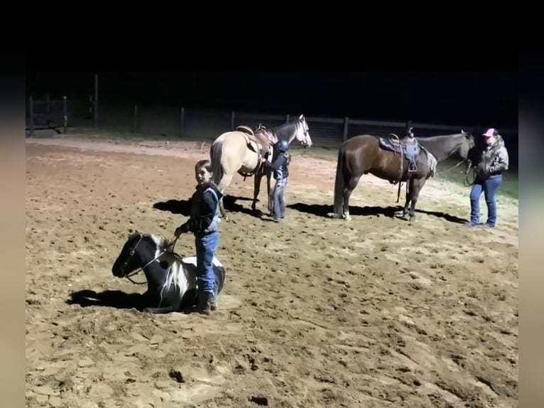 Más ponis/caballos pequeños Caballo castrado 6 años 112 cm in Lebanon, PA