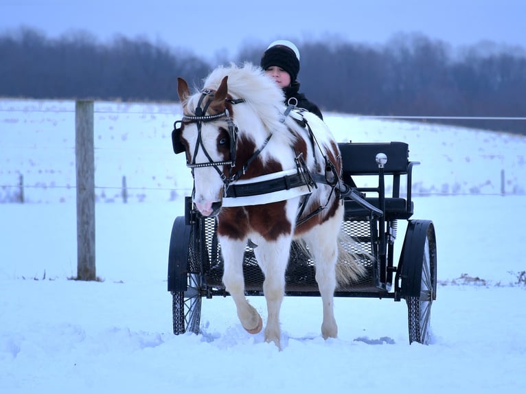 Más ponis/caballos pequeños Caballo castrado 6 años 112 cm in Strasburg, OH