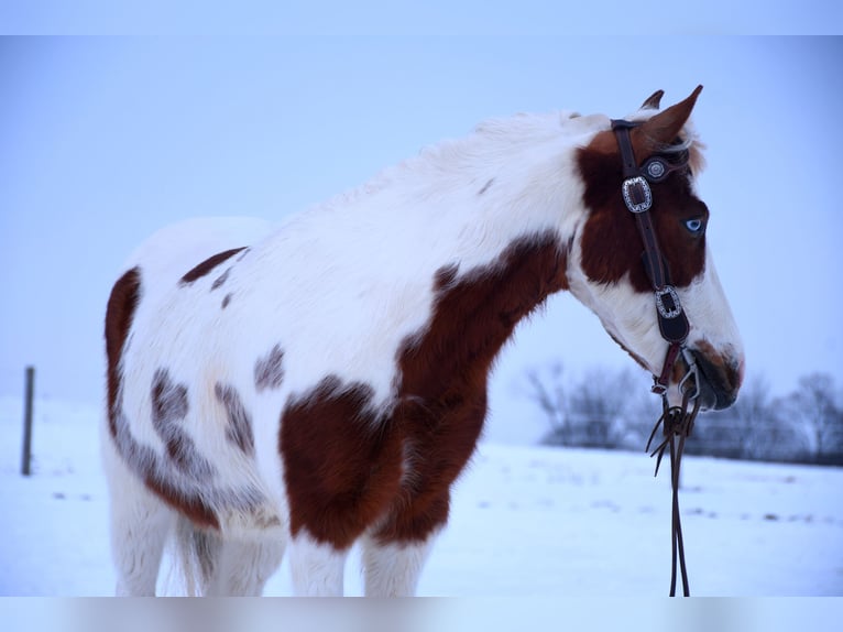 Más ponis/caballos pequeños Caballo castrado 6 años 112 cm in Strasburg, OH