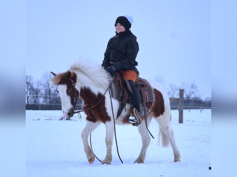 Más ponis/caballos pequeños Caballo castrado 6 años 112 cm in Strasburg, OH