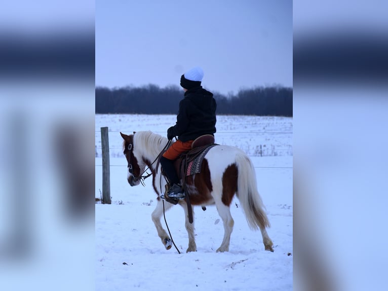 Más ponis/caballos pequeños Caballo castrado 6 años 112 cm in Strasburg, OH