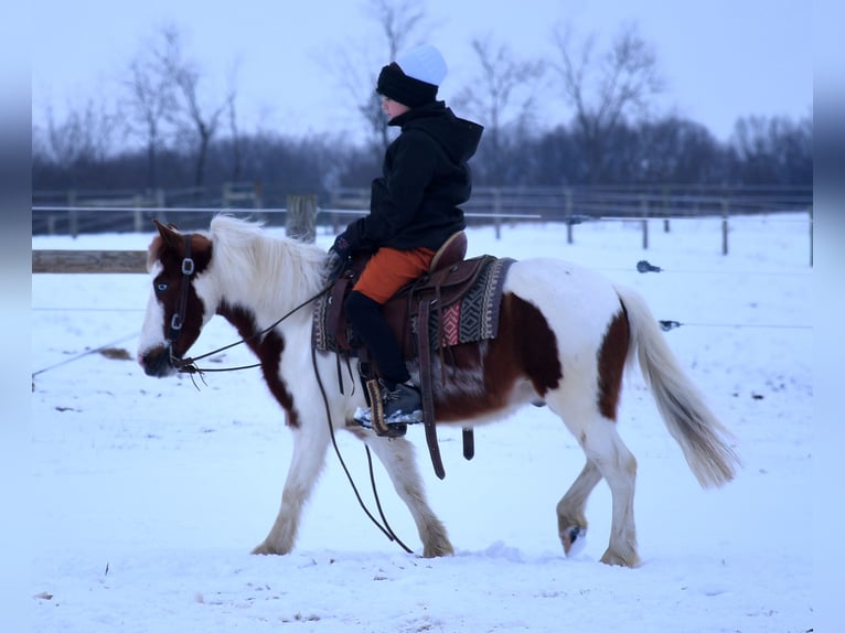 Más ponis/caballos pequeños Caballo castrado 6 años 112 cm in Strasburg, OH