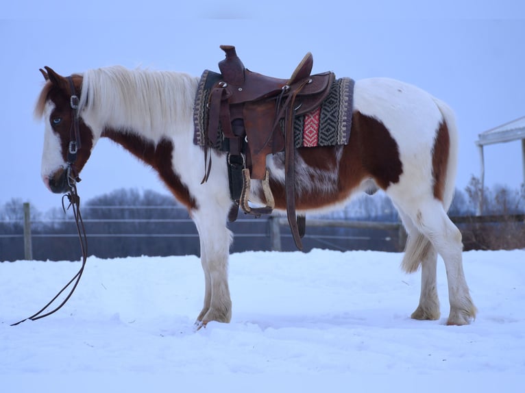 Más ponis/caballos pequeños Caballo castrado 6 años 112 cm in Strasburg, OH