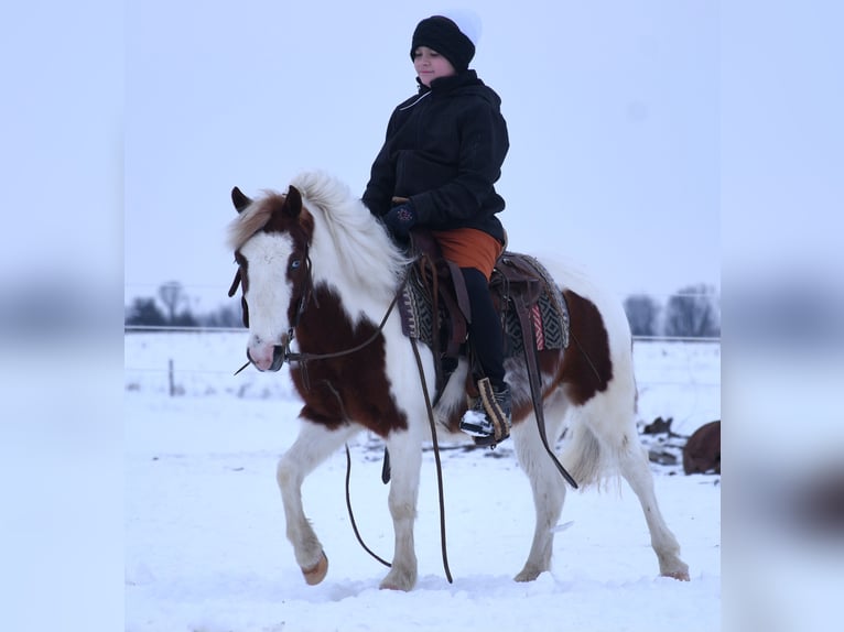 Más ponis/caballos pequeños Caballo castrado 6 años 112 cm in Strasburg, OH