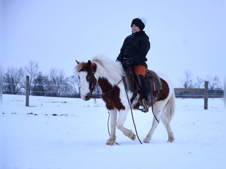 Más ponis/caballos pequeños Caballo castrado 6 años 112 cm in Strasburg, OH