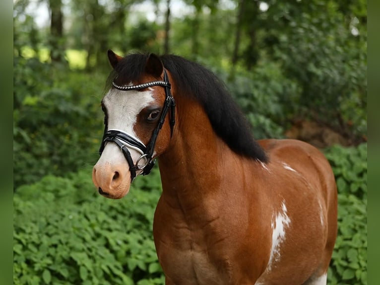 Más ponis/caballos pequeños Caballo castrado 6 años 114 cm Castaño in GROTE-BROGEL