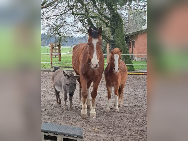 Más ponis/caballos pequeños Caballo castrado 6 años 130 cm Alazán in Lobsigen